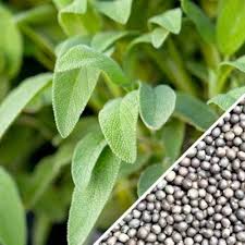 Broadleaf Sage Herb Seeds