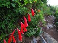 Heirloom Penstemon Eatonii Flower Seeds for Planting – Non-GMO, Perfect for Borders, High Germination