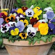 Tricolor Pansy Flower Seeds for Planting | Heirloom Non-GMO High Germination