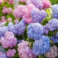 Purple Hydrangea Flower seeds for Planting – Low Maintenance, Heirloom & GMO Free Seeds for Home Garden, High Germination