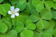 Mini Four Leaf Clover Flower Seeds for Planting – Heirloom, Non-GMO, High Germination Organic Garden Seeds