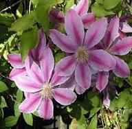 Clematis Baby Pink Flower Seeds for Planting - Heirloom, Non-GMO, High Germination Organic Garden Seeds
