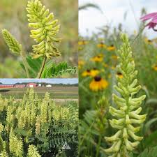 Light Green Astragalus Flower Seeds for Planting | Heirloom Non-GMO High Germination Organic Garden Seeds