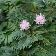 Mimosa Pudica Seeds for Planting – Touch-Me-Not, Lajalu, Sensitive Plant, Heirloom, Non-GMO, High Germination