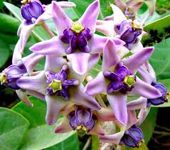 Purple Calotropis Gigantea Flower Seeds for Planting | Heirloom Non-GMO High Germination Organic Garden Seeds