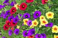 Mixed Calibrachoa Seeds – Heirloom, Non-GMO, Perfect for Borders