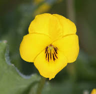 Yellow Viola Flower Seeds for Planting | Heirloom Non-GMO High Germination