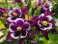 Purple Aquilegia Flower Seeds for Planting | Heirloom Non-GMO High Germination Organic Garden Seeds