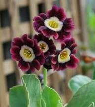Maroon Yellow Primrose Seeds for Planting – Cottage Garden Essential, Heirloom, Non-GMO Organic Seeds