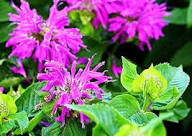 Purple Bergamot Flower Seeds for Planting – Garden Favorite, Heirloom, Non-GMO Seeds for Home Garden