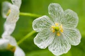 Skeleton Flower Seeds for Planting – Wildflower Mix Heirloom Non-GMO Seeds for Home Garden
