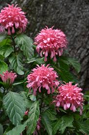 Plumed Flower seeds for Planting – Colorful Display, Heirloom, Non-GMO, High Germination Organic Garden Seeds