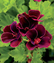 Maroon Univalve Geranium Flower Seeds for Planting – Heirloom Non-GMO, High Germination Organic Garden Seeds