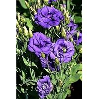 Silk Blue Lisianthus Flower Seeds for Planting – Perfect for Borders, Heirloom, Non-GMO & High Germination Seeds