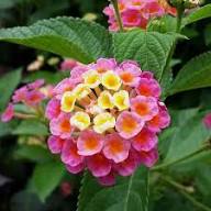 Pink Lantana Flower Seeds for Planting | Cut Flower Favorite Heirloom Non-GMO Organic Garden Seeds