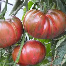 Pink Berkeley Tomato Vegetable Seeds for Planting – Heirloom & Non-GMO Garden Seeds