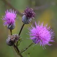 Cirsium Muticum Flower Seeds for Planting – Heirloom Non-GMO Drought Tolerant Organic Garden Seeds