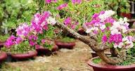 Pink Bougainvillea Flower Seeds for Planting – Heirloom, Non-GMO, High Germination Organic Garden Seeds