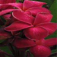 Frangipani Flower Seeds for Planting – Heirloom, Non-GMO, High Germination Organic Garden Seeds