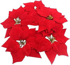 Red Green Poinsettia Flower Seeds for Planting – Low Maintenance, Heirloom, GMO Free Garden Seeds