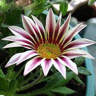 Violet Daisy Flower Seeds for Planting – Sun Loving, Heirloom, Non-GMO, High Germination Organic Garden Seeds
