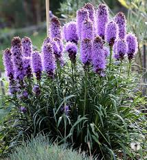 Violet Gayfeather Flower Seeds for Planting – Fragrant Blossoms, Heirloom, Non-GMO, High Germination