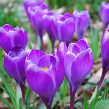 Crocus Flower Seeds for Planting – Heirloom, Non-GMO, High Germination Organic Garden Seeds