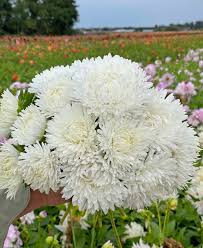 White Aster Flower Seeds for Planting – Easy to Grow, Heirloom, Non-GMO, High Germination Organic Garden Seeds