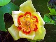 Tulpenbaum Flower Seeds for Planting – Heirloom, Non-GMO, Sun Loving, High Germination Organic Garden Seeds