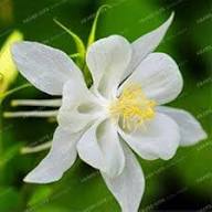 Aquilegia Lace Flower Seeds for Planting - Heirloom, Non-GMO, High Germination Organic Garden Seeds