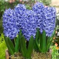 Blue Hyacinthus Flower Seeds for Planting | Heirloom Non-GMO High Germination Organic Garden Seeds