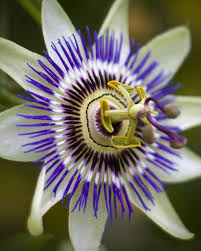 Purple Passion Flower Seeds for Planting – Heirloom, Non-GMO, Compact Growth Organic Garden Seeds