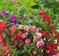 Mixed Impatiens Balsamine Flower Seeds for Planting – Vibrant Heirloom, Non-GMO, High Germination Garden Seeds