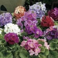 Mixed Primrose / Primula Obconica Violet Flower seeds for Planting – Long Bloom Season, Heirloom & GMO Free Seeds