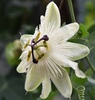 White Passiflora Flower Seeds for Planting – Heirloom, Non-GMO, High Germination Organic Garden Seeds