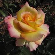 Pink and Yellow Rose Flower Seeds for Planting – Heirloom, Non-GMO, Pollinator Friendly Organic Garden Seeds