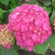 Hydrangea Flower Seeds for Planting – Heirloom, Non-GMO, Bright Blooms Organic Garden Seeds