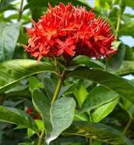 Red Ixora Flower Seeds for Planting | Heirloom Non-GMO High Germination Organic Garden Seeds