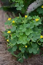 Green Leaf Clover Flower Seeds for Planting – Colorful Display Heirloom Non-GMO Garden Seeds