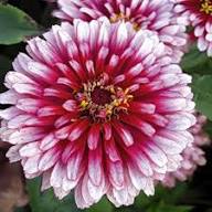 Zinnia White Pink Flower Seeds for Planting – Heirloom, Non-GMO, High Germination Organic Garden Seeds
