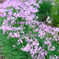 Tulbaghia Violacea Flower Seeds for Planting – Easy to Grow, Heirloom, Non-GMO, High Germination, Organic Garden Seeds