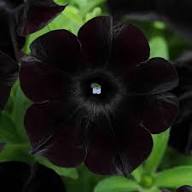 Black Cherry Petunia Flower Seeds for Planting | Heirloom Non-GMO High Germination Organic Garden Seeds