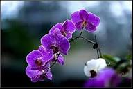 Purple Phalaenopsis Orchid Flower Seeds for Planting – Heirloom, Non-GMO, High Germination Organic Garden Seeds