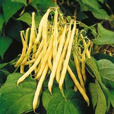 Yellow Beans Vegetable Seeds for Planting – Heirloom & Non-GMO Garden Seeds