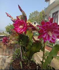 Baby Pink Nopalxochia Flower Seeds – Hardy, Heirloom, Non-GMO, High Germination, Organic Garden Seeds