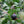 Black Persimmon fruit seeds for planting - Heirloom & Non-GMO Garden seeds
