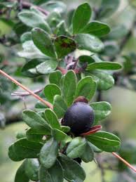 Black Persimmon fruit seeds for planting - Heirloom & Non-GMO Garden seeds