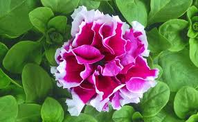 Petunia Double GF Pirouette Rose Flower Seeds for Planting – Heirloom, Non-GMO, Compact Growth