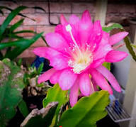 Pink Epiphyllum Oxypetalum Flower Seeds for Planting – Heirloom, Non-GMO, High Germination Organic Garden Seeds