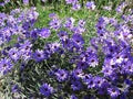 Blue Catananche Flower Seeds for Planting – Organic, Heirloom & Non-GMO Garden Love-in-a-Mist Blooms